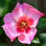 バラ アイズオンミー｜花の手帖の薔薇図鑑