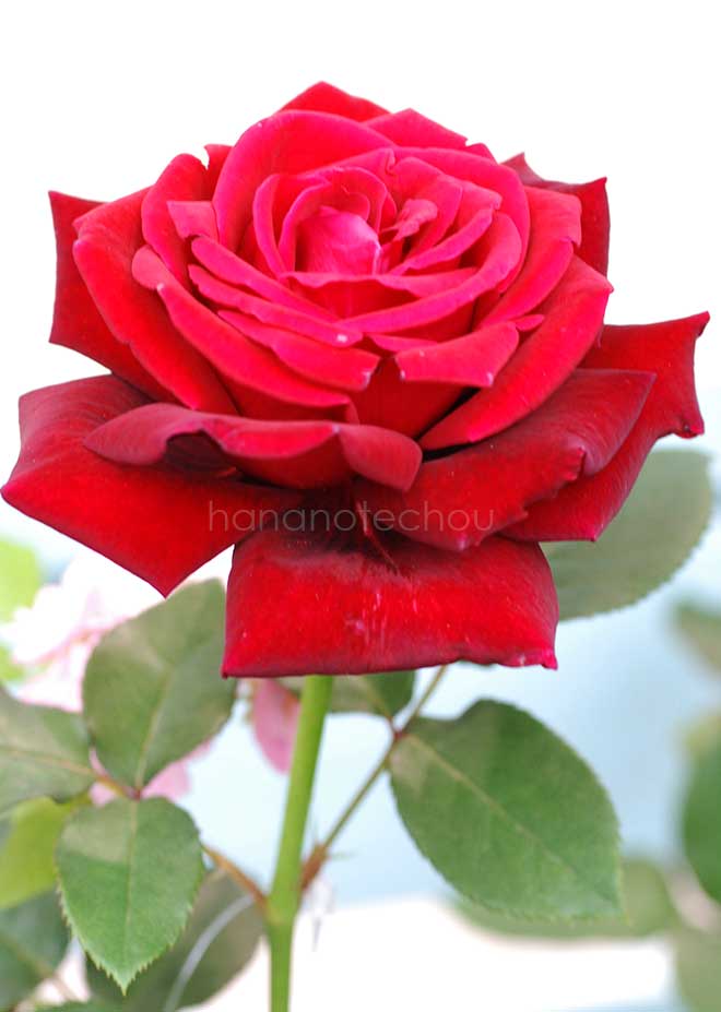 バラ ｜花の手帖の薔薇図鑑