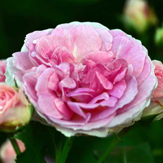 バラ エルミタージュ｜花の手帖の薔薇図鑑