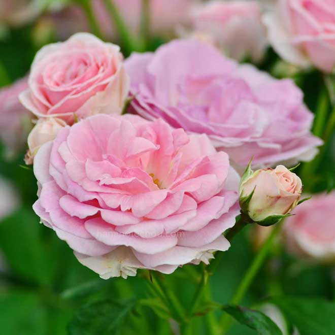 バラ エルミタージュ｜花の手帖の薔薇図鑑