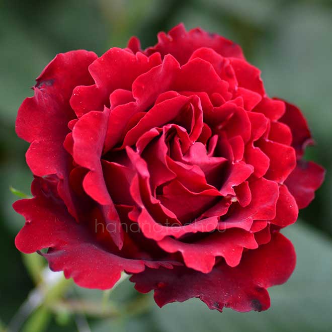 バラ オマージュ ア バルバラ｜花の手帖の薔薇図鑑