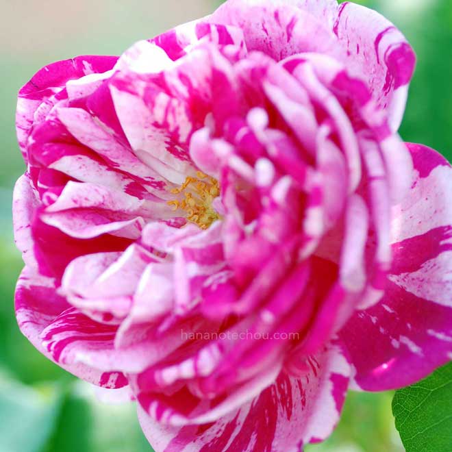 バラ オノリーヌ ドゥ ブラバン|花の手帖の薔薇図鑑