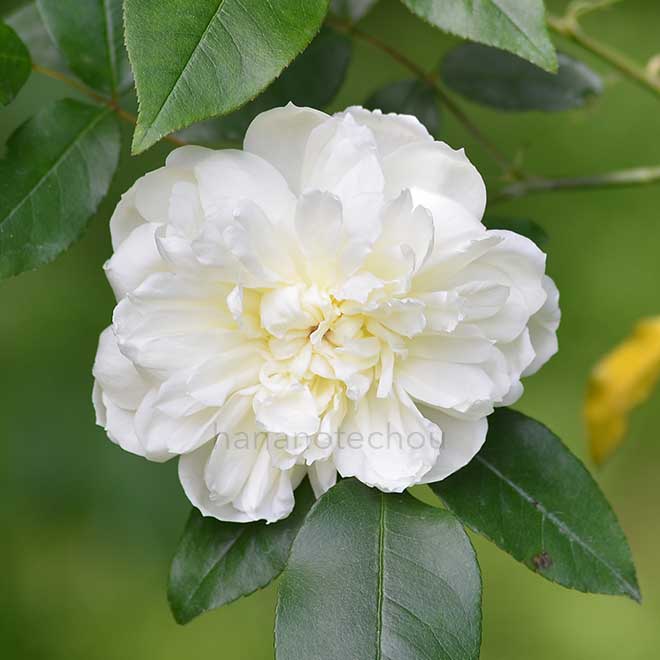 バラ イブリドデカステロ｜花の手帖の薔薇図鑑