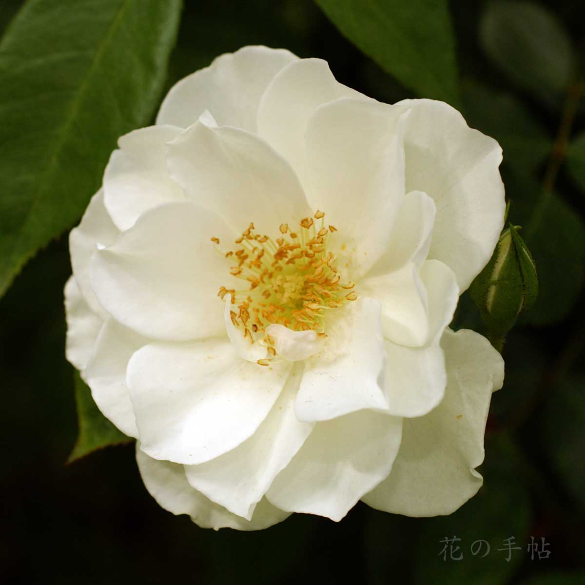 バラ アイスバーグ｜花の手帖の薔薇図鑑