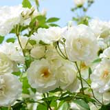 バラ つるアイスバーグ｜花の手帖の薔薇図鑑