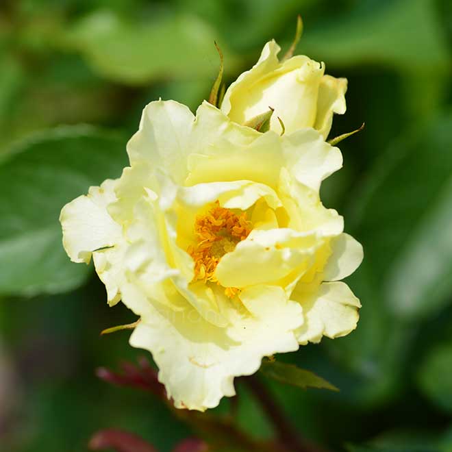 バラ 一葉｜花の手帖の薔薇図鑑