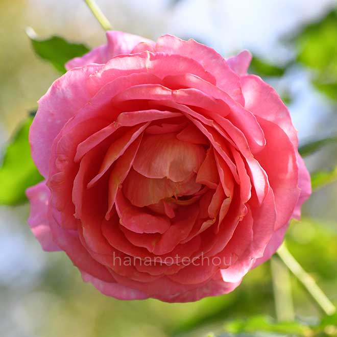 バラ イーハトーブの香|花の手帖の薔薇図鑑