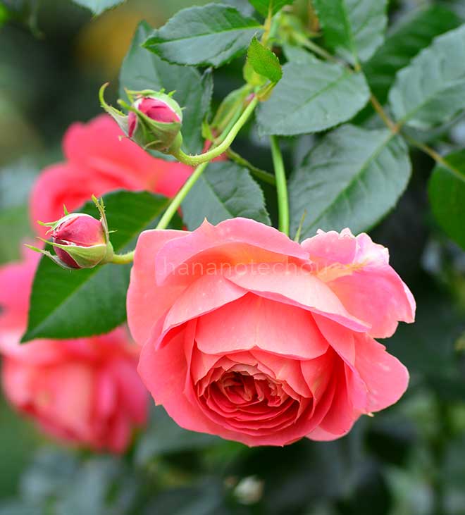 バラ イーハトーブの香|花の手帖の薔薇図鑑