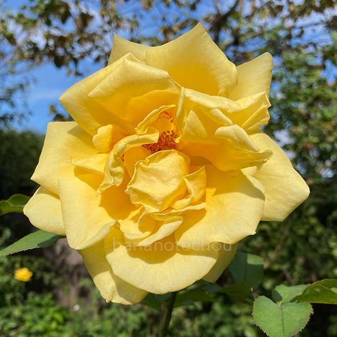 バラ いなの|花の手帖の薔薇図鑑