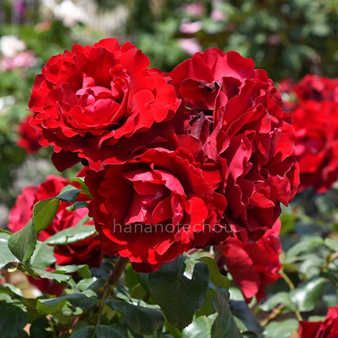 バラ イナ ローズ｜花の手帖の薔薇図鑑