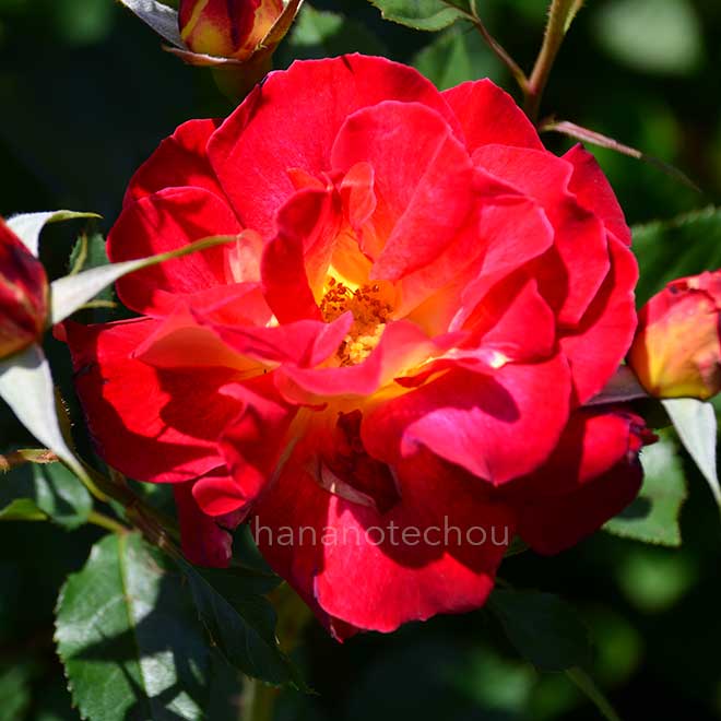 バラ イングリッド｜花の手帖の薔薇図鑑