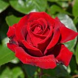 バラ イングリッドバーグマン｜花の手帖の薔薇図鑑