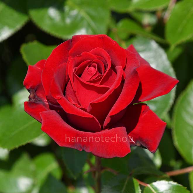 バラ イングリット バーグマン｜花の手帖の薔薇図鑑