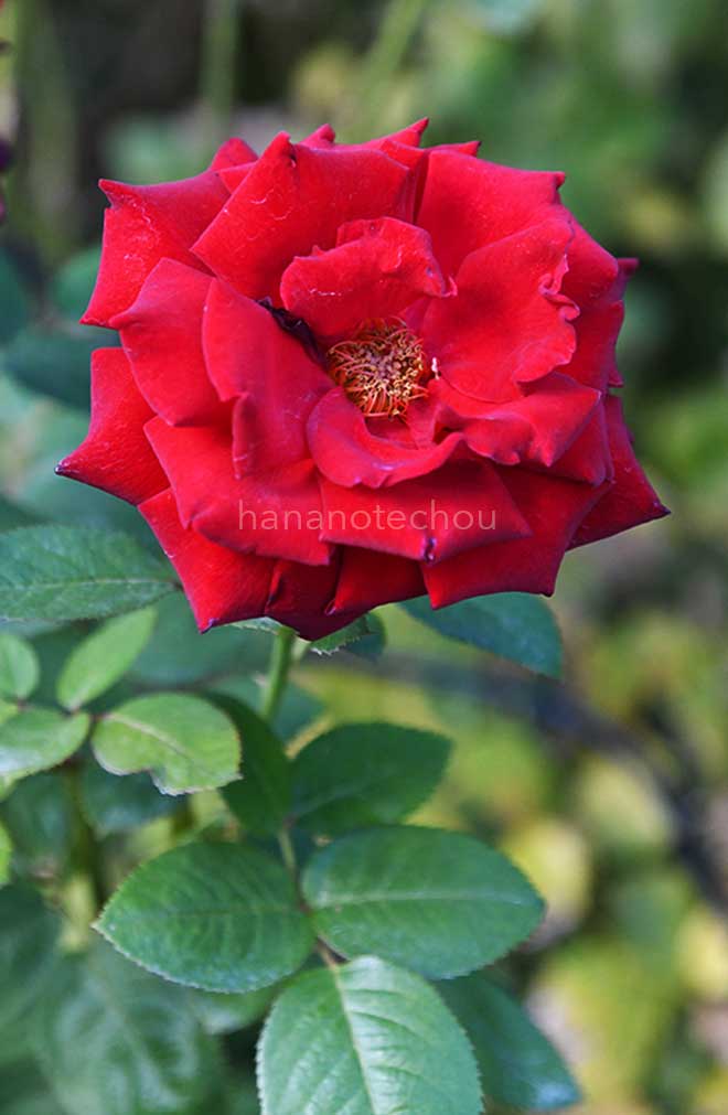 バラ イングリット バーグマン｜花の手帖の薔薇図鑑