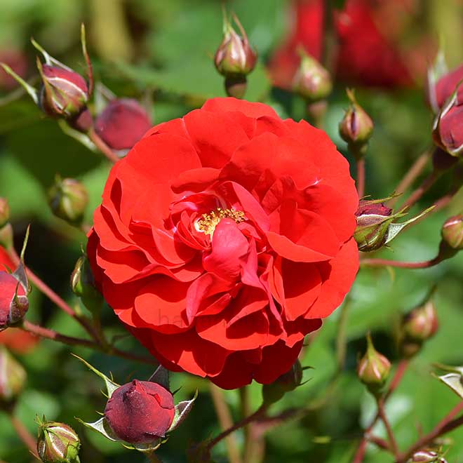 バラ イングリッド ウェイブル|花の手帖の薔薇図鑑
