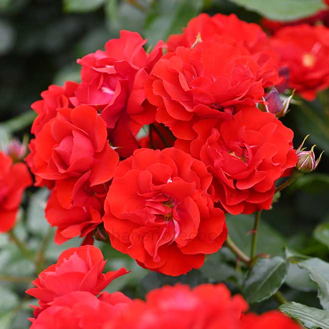 バラ イングリッド ウェイブル|花の手帖の薔薇図鑑