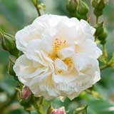 バラ |花の手帖の薔薇図鑑