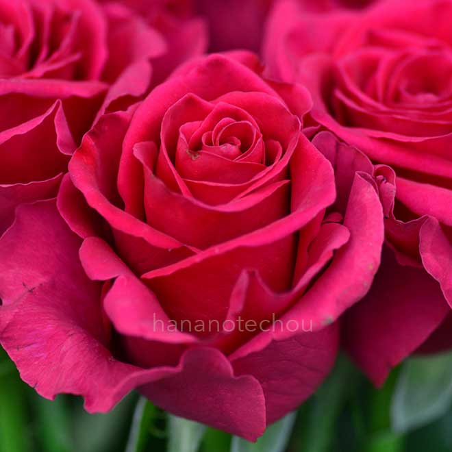 バラ インスピレーション|花の手帖の薔薇図鑑