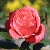 バラ インターフローラ｜花の手帖の薔薇図鑑