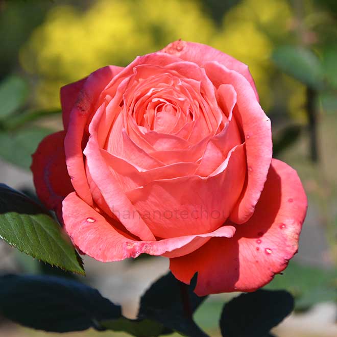 バラ インターフローラ｜花の手帖の薔薇図鑑