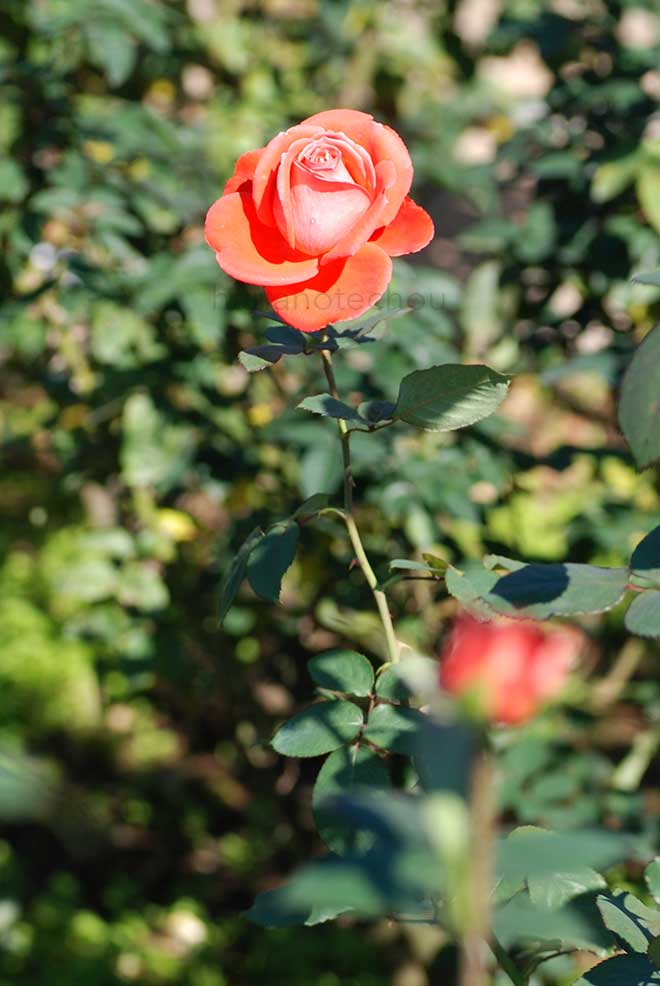 バラ インターフローラ｜花の手帖の薔薇図鑑