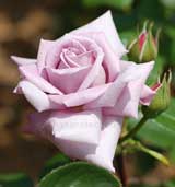 バラ インターメッツォ｜花の手帖の薔薇図鑑