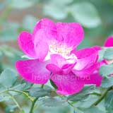 バラ インターナショナル ヘラルドトリビューン｜花の手帖の薔薇図鑑