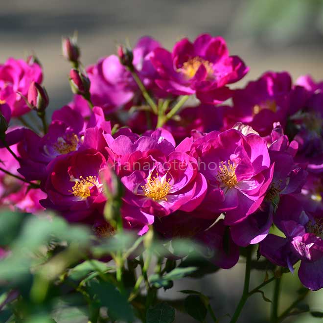 バラ インターナショナル ヘラルド トリビューン|花の手帖の薔薇図鑑