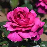 バラ イントリーグ|花の手帖の薔薇図鑑