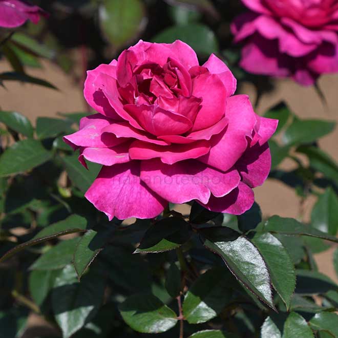 バラ イントリーグ|花の手帖の薔薇図鑑