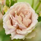 バラ いおり｜花の手帖の薔薇図鑑