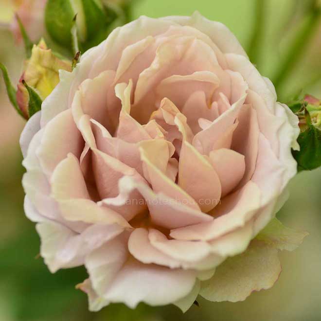 バラ いおり｜花の手帖の薔薇図鑑