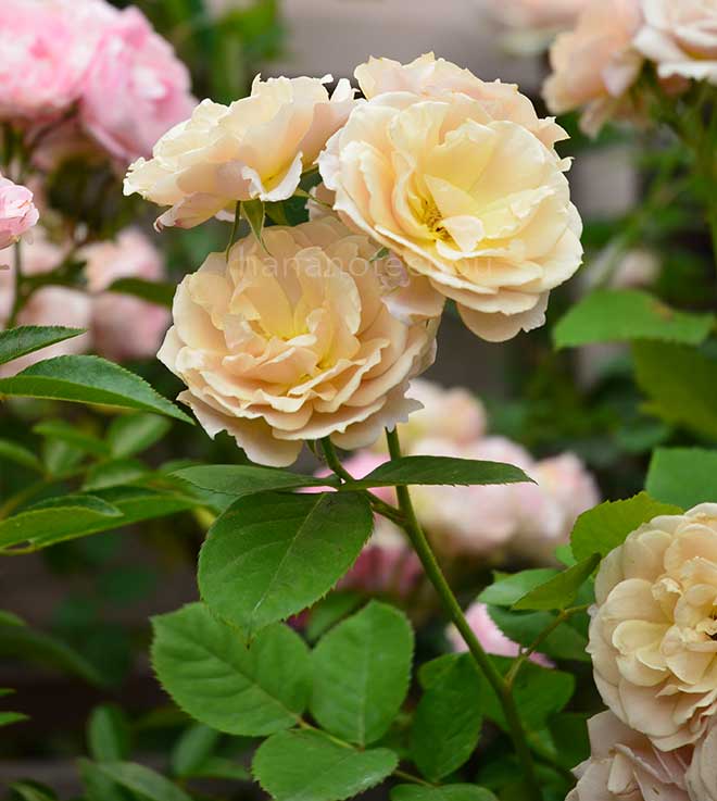 バラ いおり｜花の手帖の薔薇図鑑