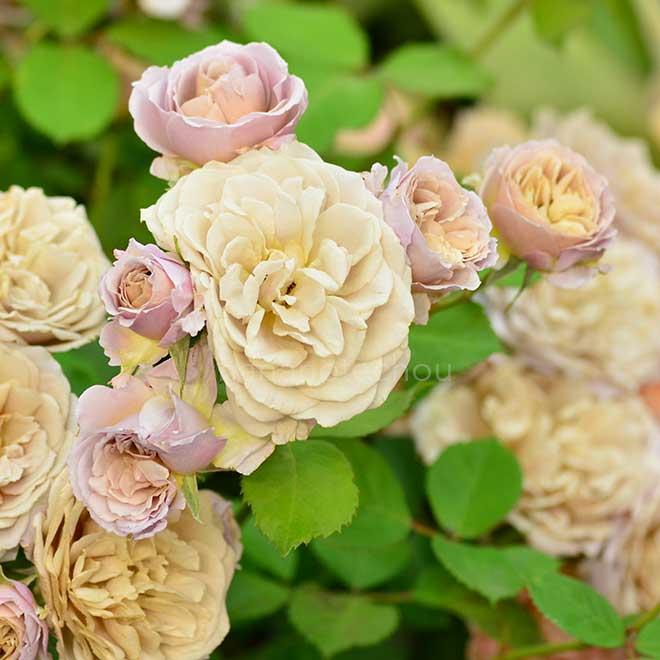 バラ いおり｜花の手帖の薔薇図鑑