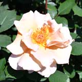 バラ アイリッシュクリーム|花の手帖の薔薇図鑑