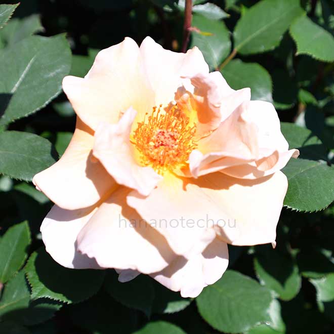 バラ アイリッシュ クリーム|花の手帖の薔薇図鑑