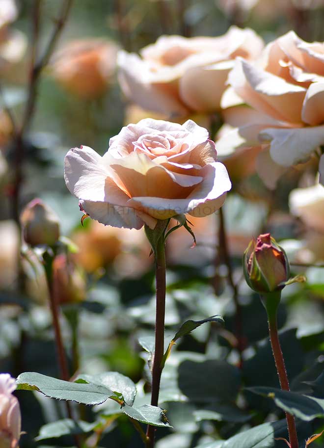 バラ アイリッシュ クリーム|花の手帖の薔薇図鑑