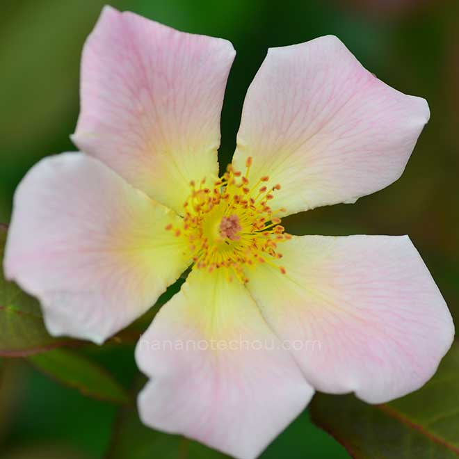 バラ アイリッシュ エレガンス|花の手帖の薔薇図鑑
