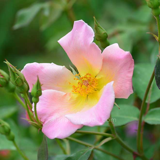 バラ アイリッシュ エレガンス|花の手帖の薔薇図鑑