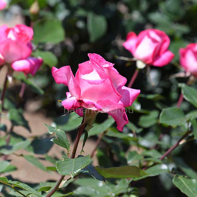 バラ イザベルデオルティツ｜花の手帖の薔薇図鑑