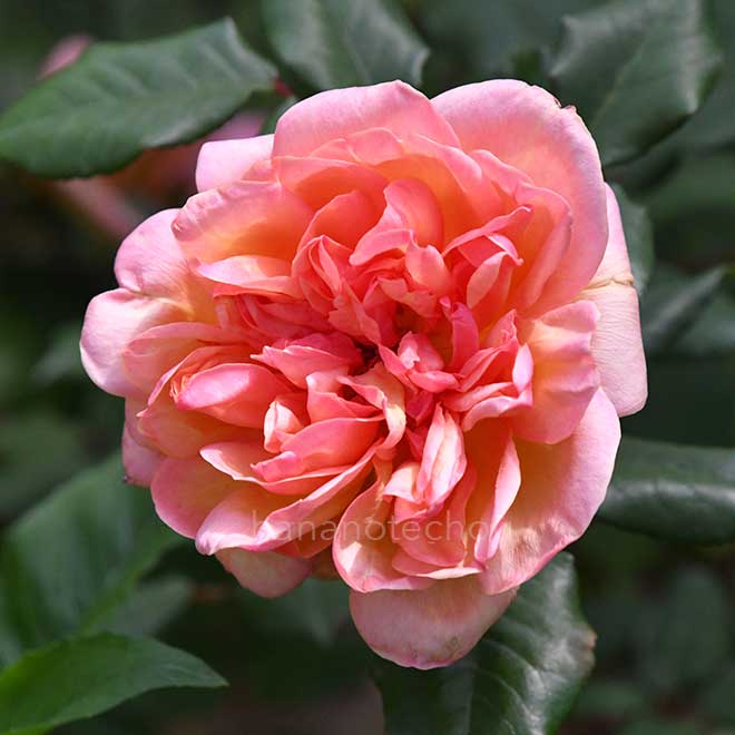 バラ イザベルナボナン｜花の手帖の薔薇図鑑