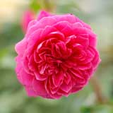 バラ アイバーズローズ｜花の手帖の薔薇図鑑