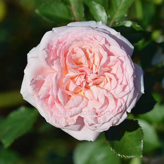 バラ いわての春｜花の手帖の薔薇図鑑