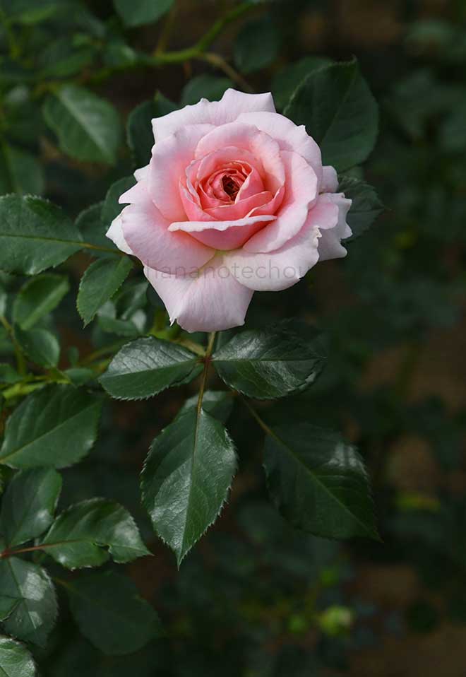 バラ いわての春｜花の手帖の薔薇図鑑