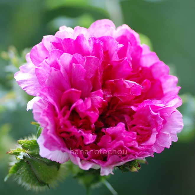 バラ 十六夜薔薇｜花の手帖の薔薇図鑑