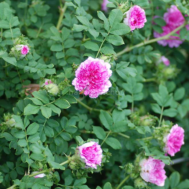 バラ 十六夜薔薇｜花の手帖の薔薇図鑑