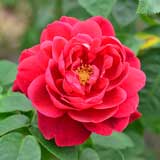 バラ エル ディ ブレスウエイト|花の手帖の薔薇図鑑