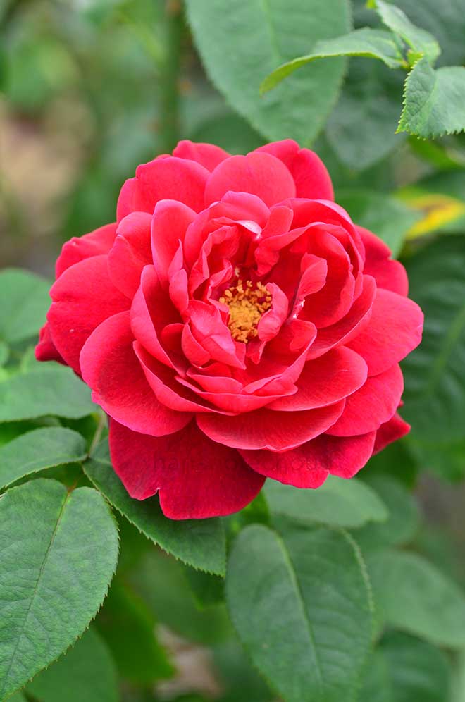 バラ エル ディ ブレスウエイト|花の手帖の薔薇図鑑