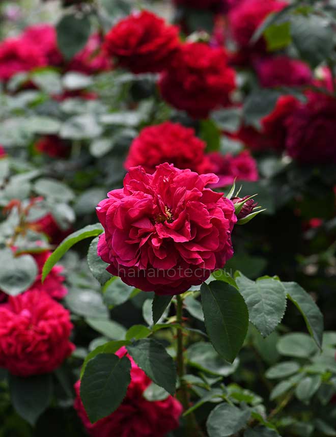 バラ エル ディ ブレスウエイト|花の手帖の薔薇図鑑