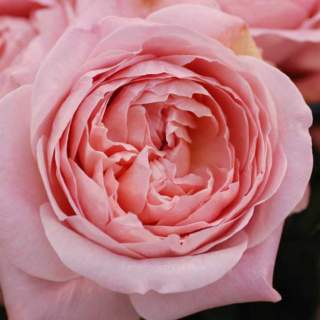 バラ M-ヴィンテージフラール|花の手帖の薔薇図鑑